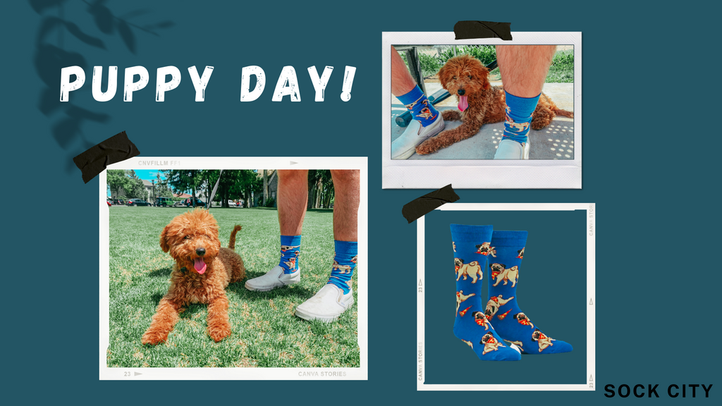 Puppy Day! | Sock City