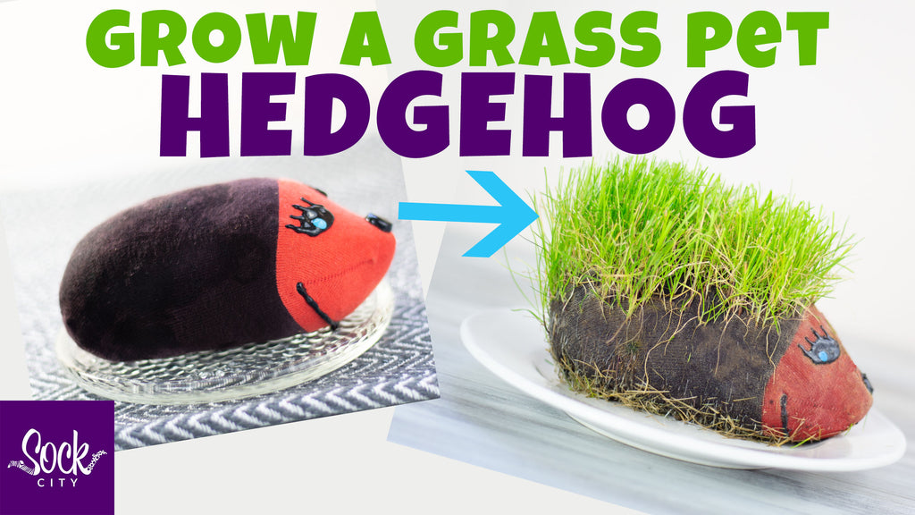 Grow a Grass Pet Hedgehog | DIY Grass Head | Fast & Easy | Grow a Plant